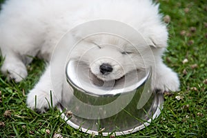 White small Samoyed puppy dog is sleeping with a bowl