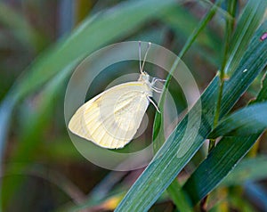 White small- to medium-sized butterfly, of the whites-and-yellows family Pieridae. photo