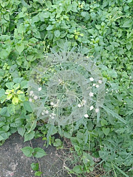 White small wild flower