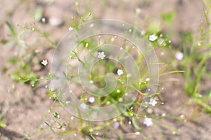 White small wild flowers on dry ground in soft focus and blurred for background, little flowers field in the morning