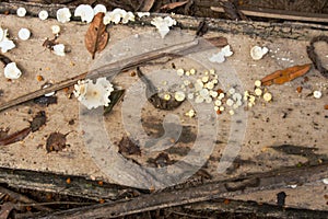 White small wild mushrooms on the dry wood in Amazon jungle in Leticia, Colombia