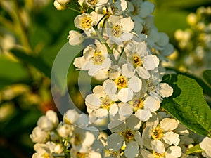 White small and wild tree flowers in blossom