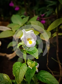 White small Wishbone Flower In Plant