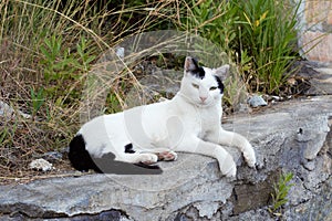 White smart urban street cat lies on a step