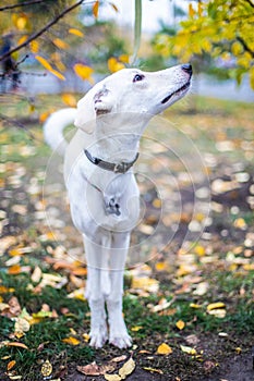 White smiling dog on red leaves background