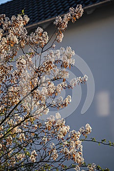 White smooth serviceberry or amelanchier laevis flowers in bloom in Germany