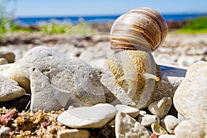 White snail close up on the rocky shore of the baltic sea. Lymnaea stagnalis.