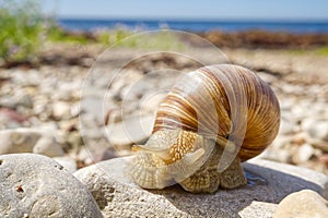 White snail close up on the rocky shore of the baltic sea. Lymnaea stagnalis.