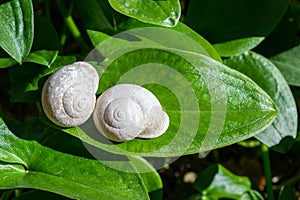 White snail couple on a green leaf