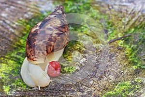 White snail creeps on a tree. Snail with a berry.