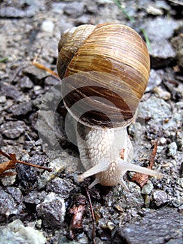 White snail detail on little rocks