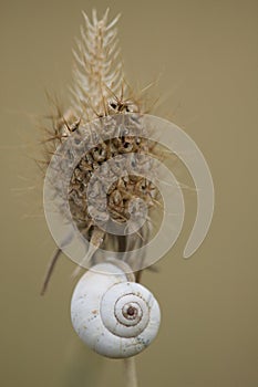 White Snail On Dried Lavender Flower