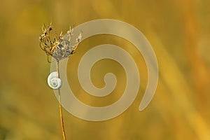 White snail on a dry path in the spring meadow