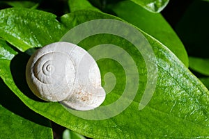 White snail on a green leaf 1