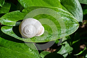 White snail on a green leaf 2