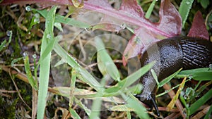 White snail on a green leaf of grass