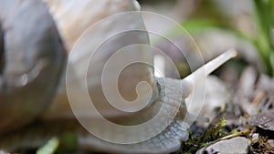 White snail on a green leaf of grass