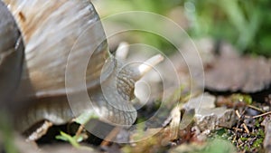 White snail on a green leaf of grass