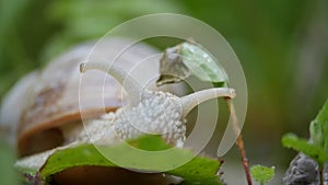White snail on a green leaf of grass
