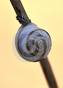 A white snail in the nature