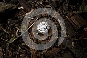 A white snail on pieces of wood