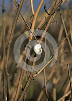 White snail sitting on the grass