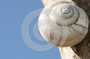 White snail in tree with blue sky. photo