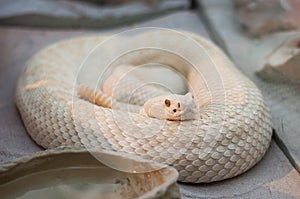White snake in reptile zoo