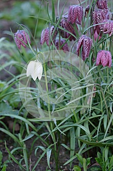 White snake's head fritillary Plant close up, with green nature defocused background and purpleflowers . Checkered