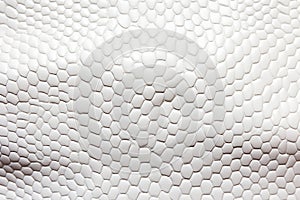 White Snake Skin Texture