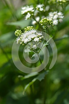 White snakeroot