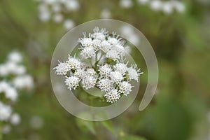 White snakeroot