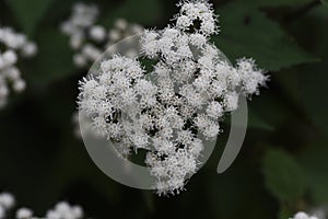 White snakeroot Ageratina altissima flowers.