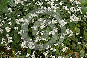 White snakeroot Ageratina altissima flowers.