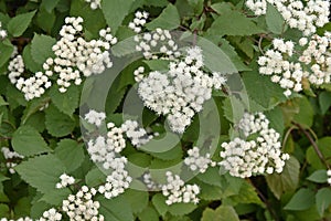 White snakeroot Ageratina altissima flowers.