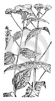 White Snakeroot and Boneset vintage illustration