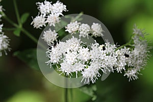 White Snakeroot Flower