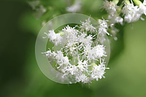 White Snakeroot Flower