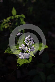 White Snakeroot Sunset Light