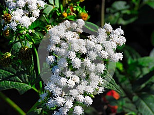 White snakeroot wildflower closeup macro in the sunshine