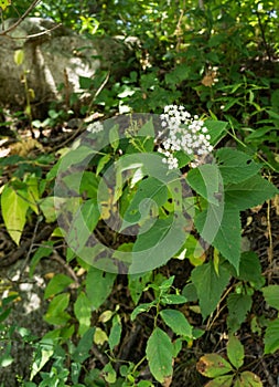 White Snakeroot â€“ Ageratina altissima