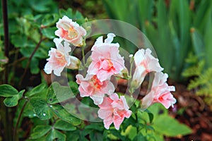 White Snapdragon or Antirrhinum. Close up snap dragon flower in garden as colorful background or card. Snapdragon has been known s