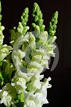 White Snapdragon bouquet
