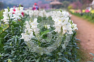 White Snapdragon flower in the garden