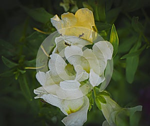 White snapdragon flowers covered with morning dew and black ants