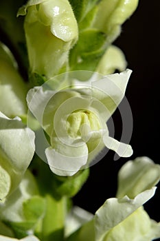 White Snapdragon macro