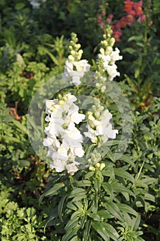 White Snapdragons Flowers