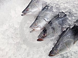 White snapper fish, raw fresh white snapper frozen in supermarket selective focus