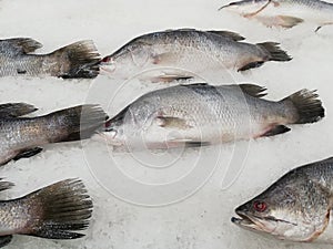 White snapper or sea basses on cool ice