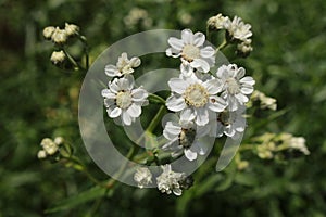 White `Sneezewort` flowers - Achillea Ptarmica